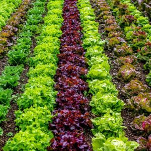 rangées de salades