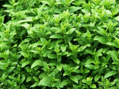 menthe poivre